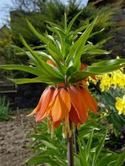 Řebčík královský (Fritillaria imperialis L.)
