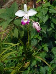 Arundina Blume