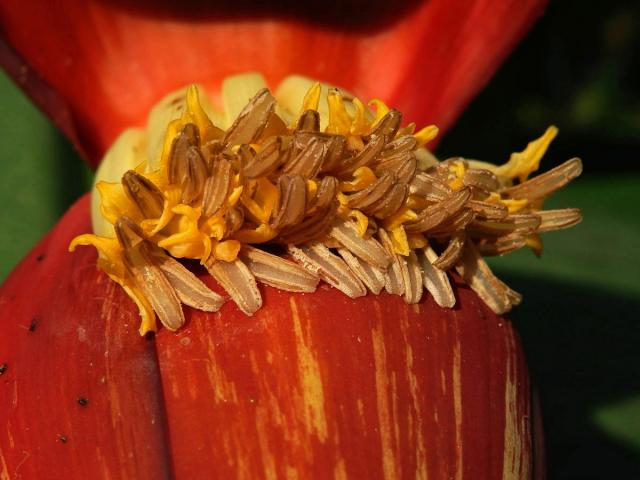 Banánovník (Musa acuminata Colla)