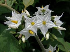 Lilek (Solanum torvum Sw.)