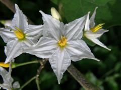 Lilek (Solanum torvum Sw.)