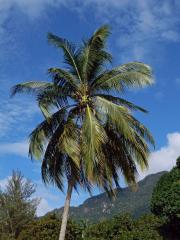 Kokosovník (Cocos L.)