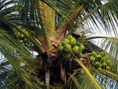 Kokosovník ořechoplodý (Cocos nucifera L.)