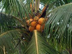 Kokosovník ořechoplodý (Cocos nucifera L.)