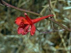 Ostrožka (Delphinium cardinale Hook.)