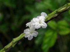 Stachytarpheta jamaicensis (L.) Vahl, jedinec s bílými květy