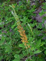 Chřestnatec (Crotalaria pallida Ait.)