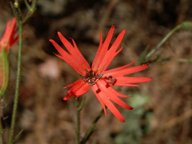 Silenka (Silene laciniata Cav.)