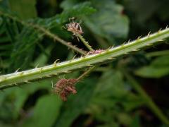 Citlivka (Mimosa diplotricha C. Wright)