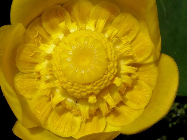 Stulík žlutý (Nuphar lutea  (L.) Sm.)