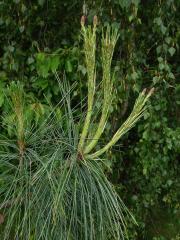 Borovice himalájská (Pinus griffithii Mc Clelland)