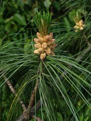 Borovice himalájská (Pinus griffithii Mc Clelland)