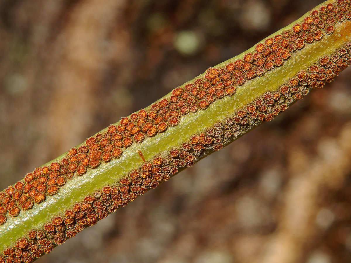 Pyrrosia lanceolata (L.) Farw.