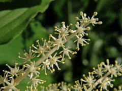 Pstroček (Maianthemum racemosum (L.) Link)