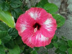 Ibišek (Hibiscus rosa sinensis L.)