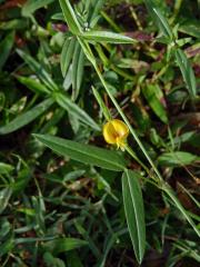 Zornia leptophylla (Benth.) Pittier