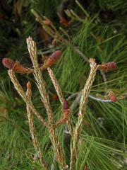 Borovice halepská (Pinus halepensis P. Miller)   