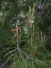 Borovice halepská (Pinus halepensis P. Miller)