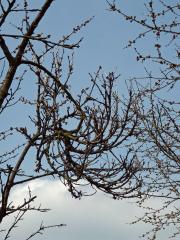 Čarověník na třešni ptačí (Prunus avium (L.) L.) (3)