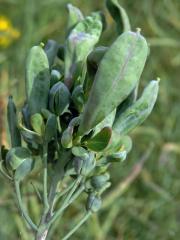 Brukev řepka (Brassica napus L.), květy se zlistělými korunními plátky (1b)