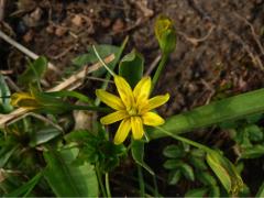 Křivatec žlutý (Gagea lutea (L.) Ker-Gawler) - osmičetný květ (1a)