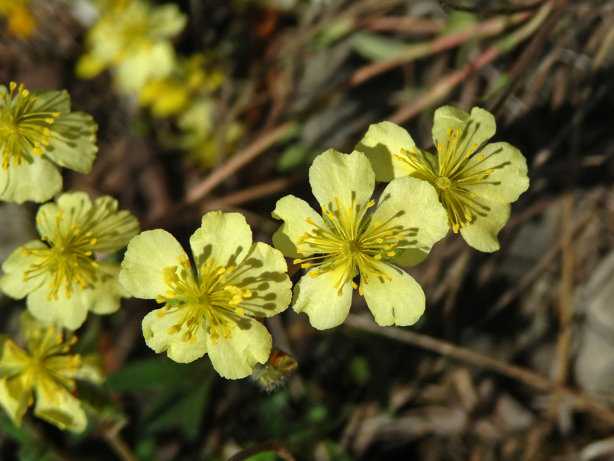 Devaterník šedý (Helianthemum canum (L.) Baumg), světle žluté květy (1c)