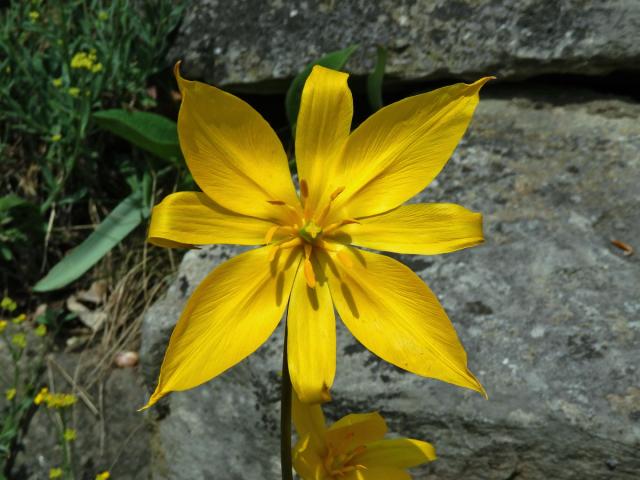 Tulipán planý (Tulipa sylvestris L.), osmičetný květ (1)