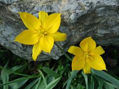 Tulipán planý (Tulipa sylvestris L.), sedmičetný květ (1a)