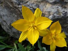 Tulipán planý (Tulipa sylvestris L.), sedmičetný květ (1b)