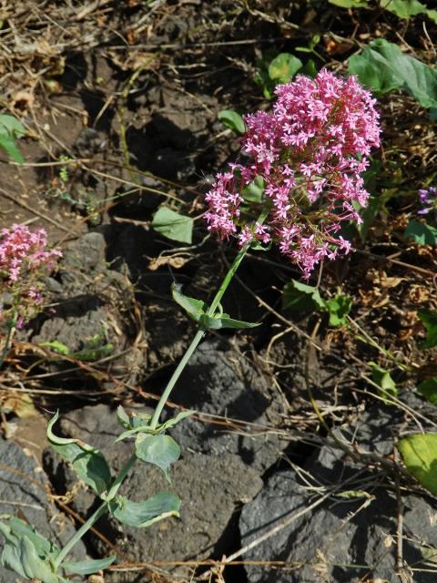 Mavuň červená (Centranthus ruber (L.) DC.)