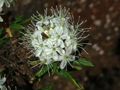 Rojovník bahenní (Ledum palustre L.)