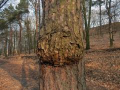 Tumor na borovici lesní (Pinus sylvestris L.) (13)