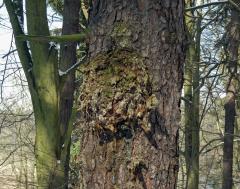 Smrk ztepilý (Picea abies (L.) Karsten) (7a) s nádorem na kmeni