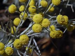 Pelyněk (Artemisia arborescens (Vaill.) L.)