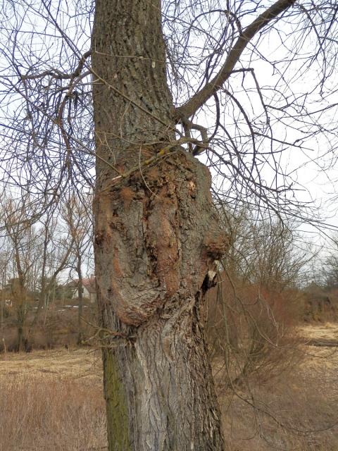 Nádor na topolu černém (Populus nigra L.) (1a)