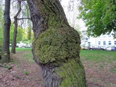 Nádor na vrbě náhrobní (Salix x sepulclaris Simk.) (2)