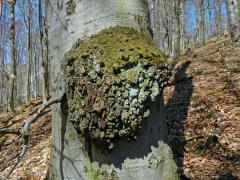 Nádor na buku lesním (Fagus sylvatica L.) (11a)