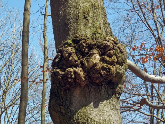 Nádor na buku lesním (Fagus sylvatica L.) (14b)