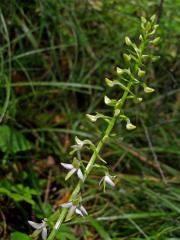 Vemeník dvoulistý (Platanthera bifolia L. C. Richard)