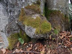 Nádor na buku lesním (Fagus sylvatica L.) (16)