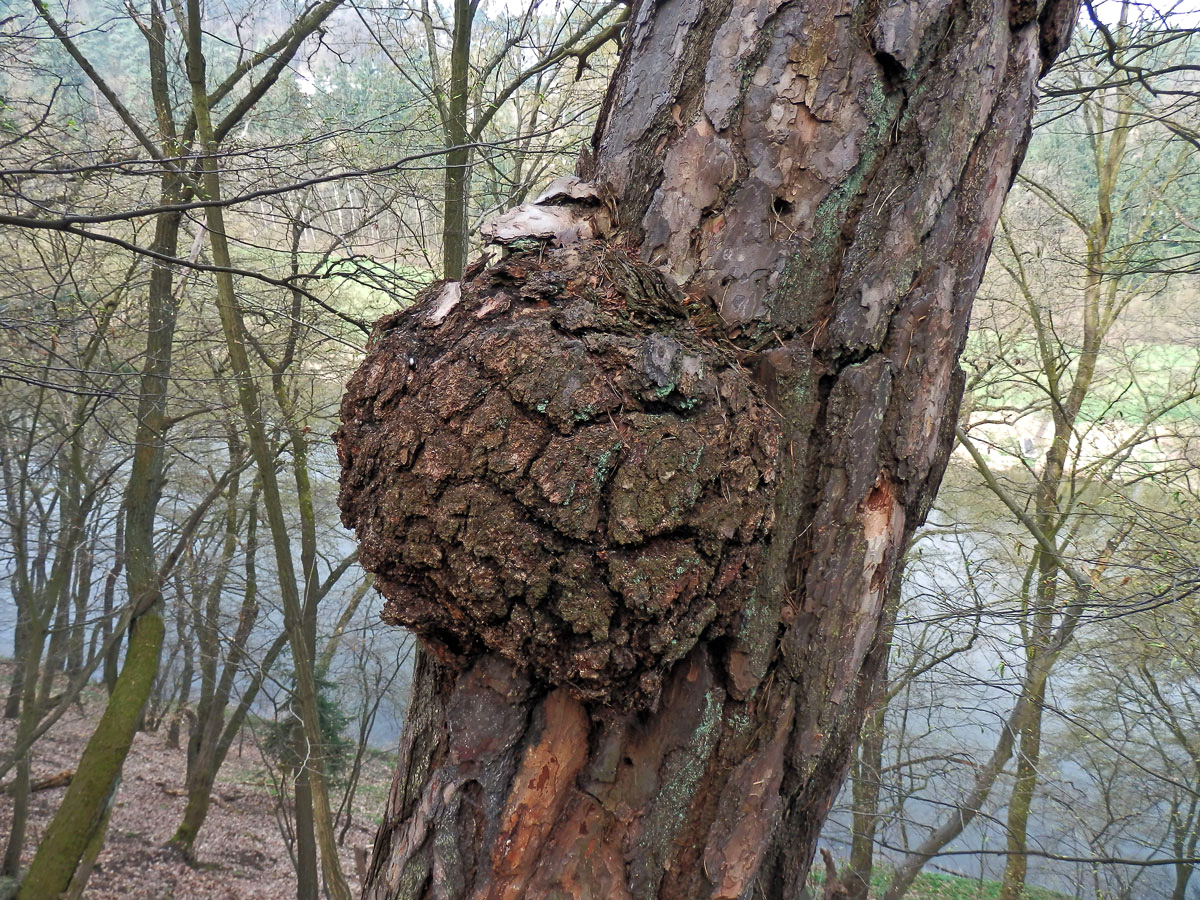 Tumor na borovici lesní (Pinus sylvestris L.) (9)