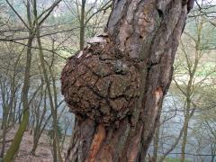 Tumor na borovici lesní (Pinus sylvestris L.) (9)