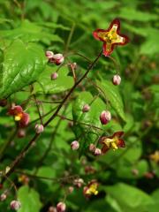 Škornice alpská (Epimedium alpinum L.)