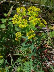 Pryšec (Euphorbia dendroides L.)