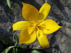 Tulipán planý (Tulipa sylvestris L.)