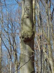 Nádor na buku lesním (Fagus sylvatica L.) (17a)