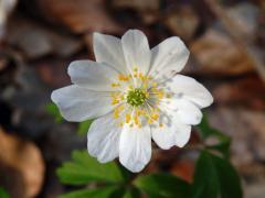 Sasanka hajní (Anemone nemorosa L.) - desetičetný květ (2)