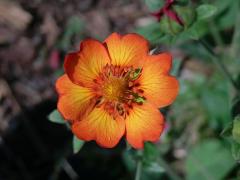 Mochna tmavočervená (Potentilla atrosanguinea Lodd., G. Lodd. & W. Lodd.), šestičetný květ