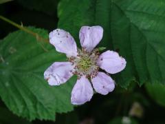 Ostružiník křovitý (Rubus fruticosus L. agg.) - šestičetný květ (2)