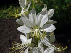 Třemdava bílá (Dictamnus albus L.) - šestičetný květ